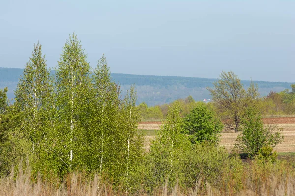 Bahar, büyük bir nehir, renkli ağaçlar. Nehir kenarında yumuşak sabah şafak ışığı içinde filizlenen büyük ağaç. Sakin nehir düşük dağlara akan