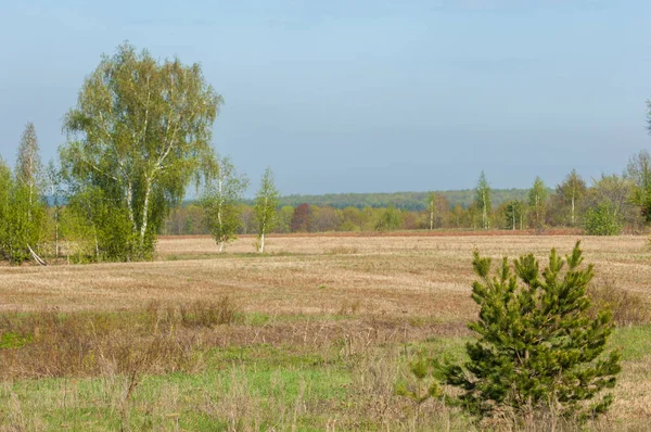 Bahar, büyük bir nehir, renkli ağaçlar. Nehir kenarında yumuşak sabah şafak ışığı içinde filizlenen büyük ağaç. Sakin nehir düşük dağlara akan