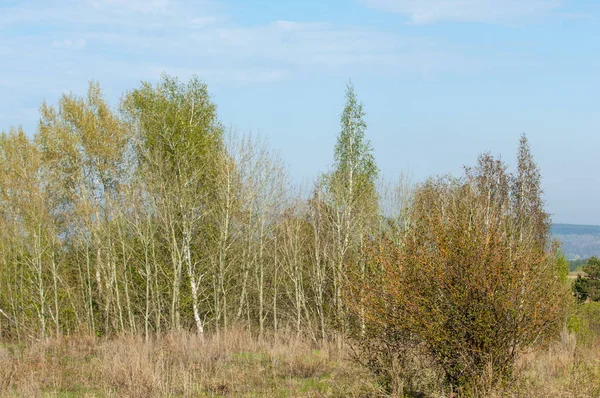 Bahar, büyük bir nehir, renkli ağaçlar. Nehir kenarında yumuşak sabah şafak ışığı içinde filizlenen büyük ağaç. Sakin nehir düşük dağlara akan