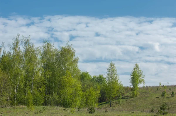 Våren Ravin Träd Jorderosion Vårsäsongen Träden Längs Solig Ravin Våren — Stockfoto