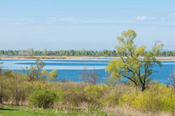 Bahar, büyük bir nehir, renkli ağaçlar. Nehir kenarında yumuşak sabah şafak ışığı içinde filizlenen büyük ağaç. Sakin nehir düşük dağlara akan