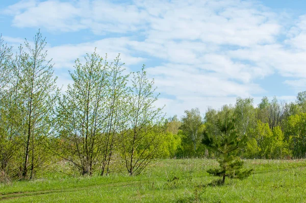 Bahar, büyük bir nehir, renkli ağaçlar. Nehir kenarında yumuşak sabah şafak ışığı içinde filizlenen büyük ağaç. Sakin nehir düşük dağlara akan