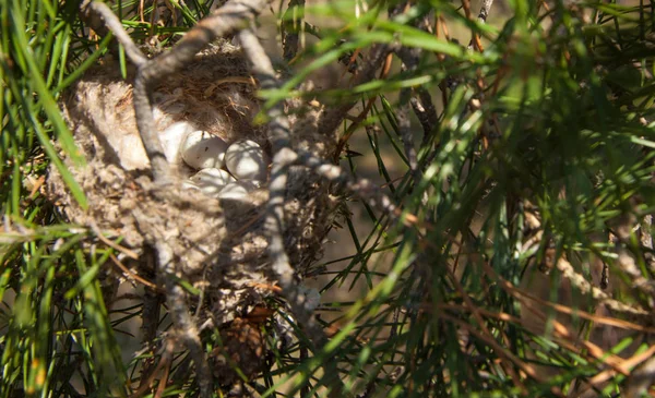 Kuş yumurtaları bir yuvaya. 