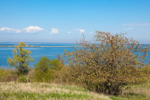 Bahar, büyük bir nehir, renkli ağaçlar. Nehir kenarında yumuşak sabah şafak ışığı içinde filizlenen büyük ağaç. Sakin nehir düşük dağlara akan