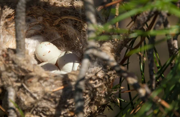 Kuş yumurtaları bir yuvaya. 