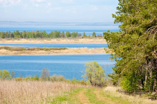 Kuş yumurtaları bir yuvaya. 