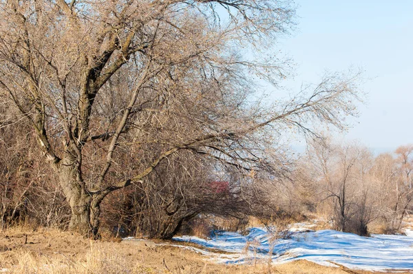 Vroege Voorjaar Landschap Met Rotsen Bossen — Stockfoto