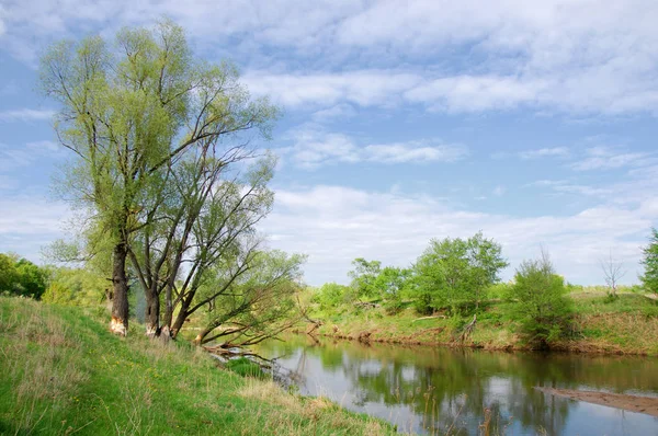 Våren River Träd Växer Vårsolen — Stockfoto