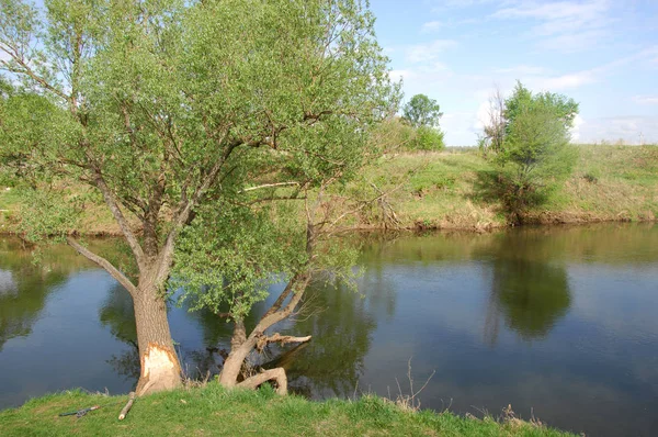 Våren River Träd Växer Vårsolen — Stockfoto