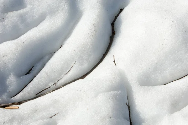Frühling Wald Das Gras Verdorrt Der Letzte Schnee Warmer Frühlingstag — Stockfoto