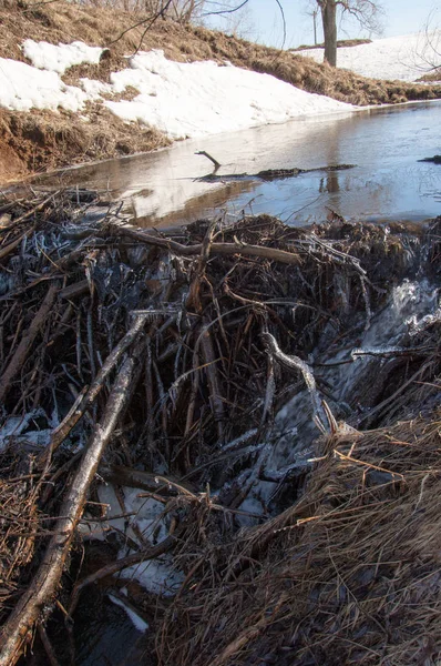 Bahar Orman, solmuş çimen, son kar, sıcak bahar günü, masaüstü duvar kağıtları. Bu fotoğraf iyi tasarım çözümü. Kunduzlar bir baraj inşa