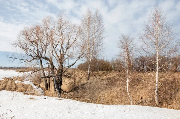 Primavera Floresta Grama Murcha Última Neve Dia Primavera Quente Papéis — Fotografia de Stock