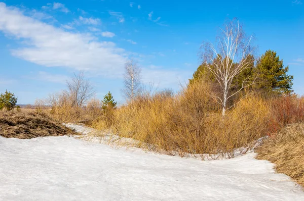 Bahar Orman, solmuş çimen, son kar, sıcak bahar günü, masaüstü duvar kağıtları. Bu fotoğraf iyi tasarım çözümü. 