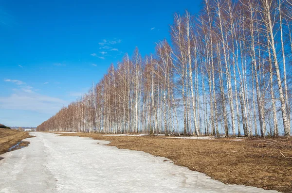 Bahar Orman, solmuş çimen, son kar, sıcak bahar günü, masaüstü duvar kağıtları. Bu fotoğraf iyi tasarım çözümü. 