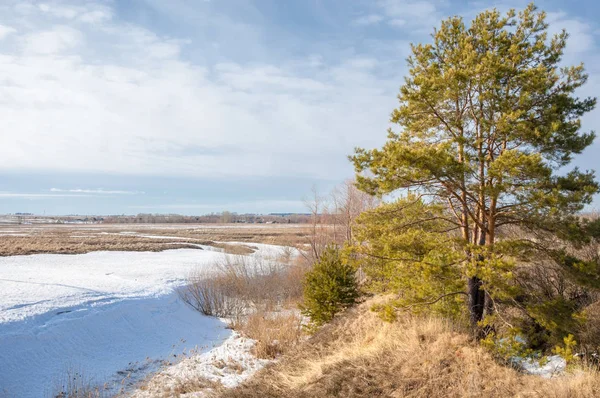 Alanını bahar. son kar. çam ağacı. Bahar, springtide, birinci sınıf