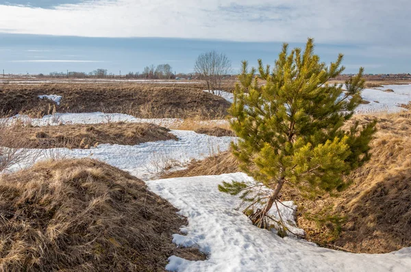 Bahar çam ormanı. bahar mevsimi. Bahar, Bahar, springtide, birinci sınıf. sezon sonra kış ve yaz önce hangi bitki örtüsü gelmeye başladı, 