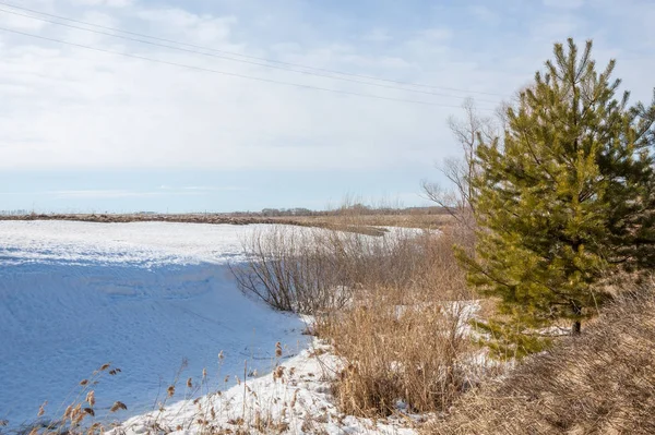 Alanını bahar. son kar. çam ağacı. Bahar, springtide, birinci sınıf