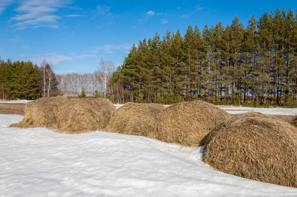 Alanını bahar. son kar. çam ağacı. Bahar, springtide, birinci sınıf