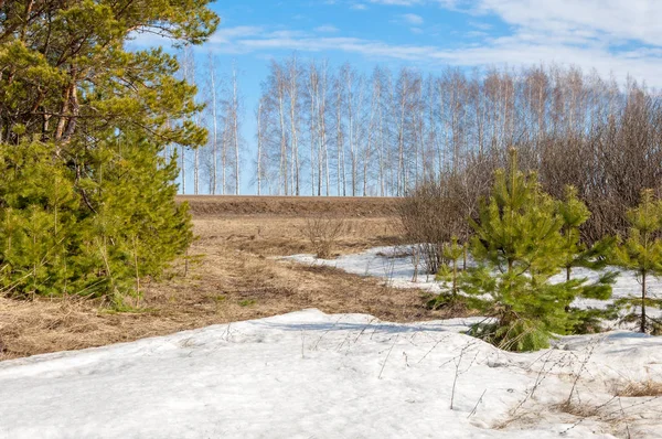 Alanını bahar. son kar. çam ağacı. Bahar, springtide, birinci sınıf