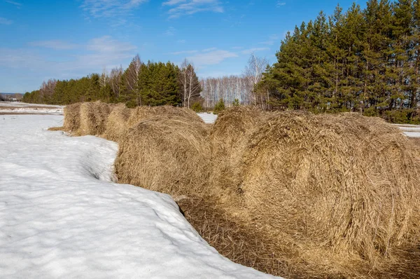 Alanını bahar. son kar. çam ağacı. Bahar, springtide, birinci sınıf