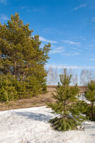 Alanını bahar. son kar. çam ağacı. Bahar, springtide, birinci sınıf