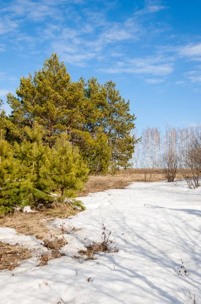Alanını bahar. son kar. çam ağacı. Bahar, springtide, birinci sınıf