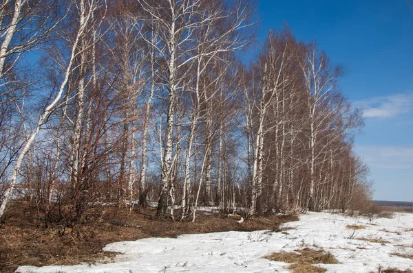 Orman erken ilkbaharda huş ağacı. Erken Bahar orman. ilk sıcak gün