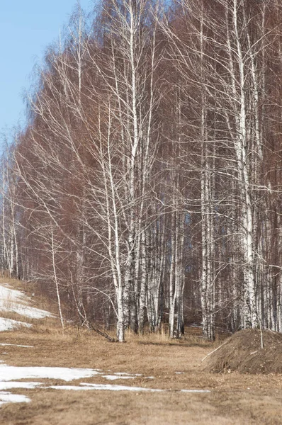 Orman erken ilkbaharda huş ağacı. Erken Bahar orman. ilk sıcak gün