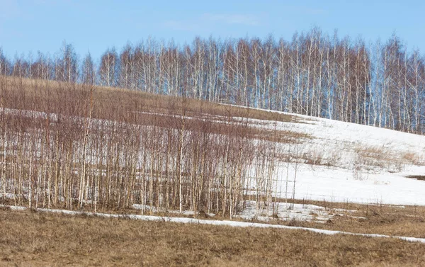 Birch Forest Early Spring Early Spring Forest First Warm Days — Stock Photo, Image