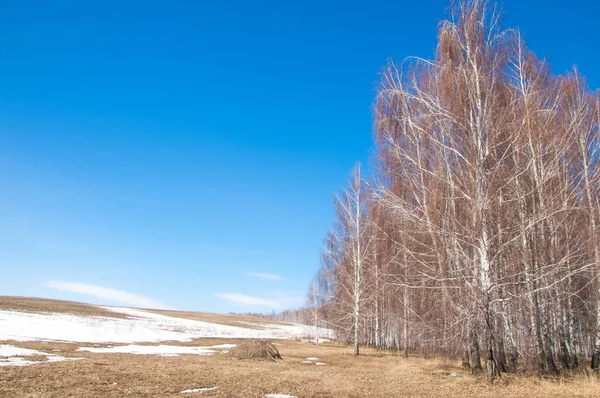 Orman erken ilkbaharda huş ağacı. Erken Bahar orman. ilk sıcak gün