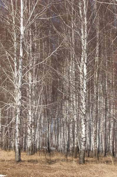 Orman erken ilkbaharda huş ağacı. Erken Bahar orman. ilk sıcak gün