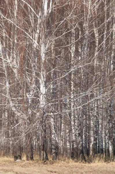 Orman erken ilkbaharda huş ağacı. Erken Bahar orman. ilk sıcak gün