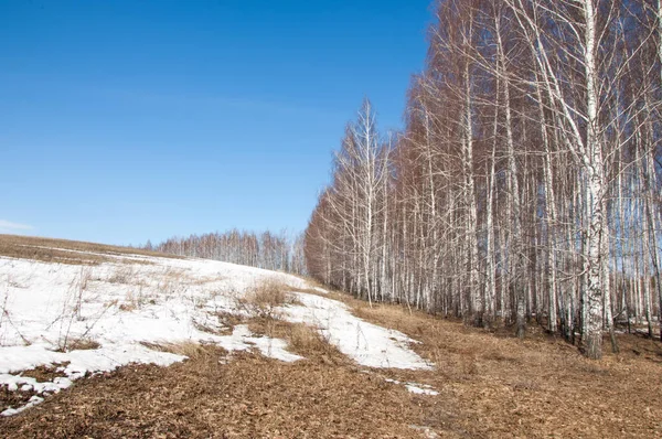 Orman erken ilkbaharda huş ağacı. Erken Bahar orman. ilk sıcak gün