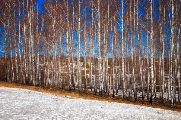 Orman erken ilkbaharda huş ağacı. Erken Bahar orman. ilk sıcak gün