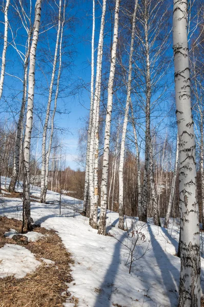 Bosque Abedul Principios Primavera Bosque Primaveral Los Primeros Días Cálidos — Foto de Stock