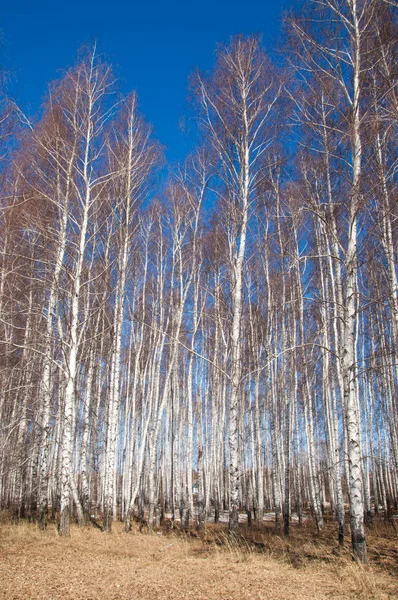 Orman erken ilkbaharda huş ağacı. Erken Bahar orman. ilk sıcak gün