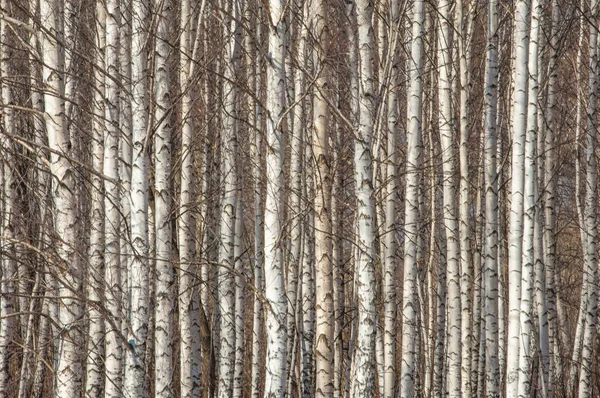 Orman erken ilkbaharda huş ağacı. Erken Bahar orman. ilk sıcak gün