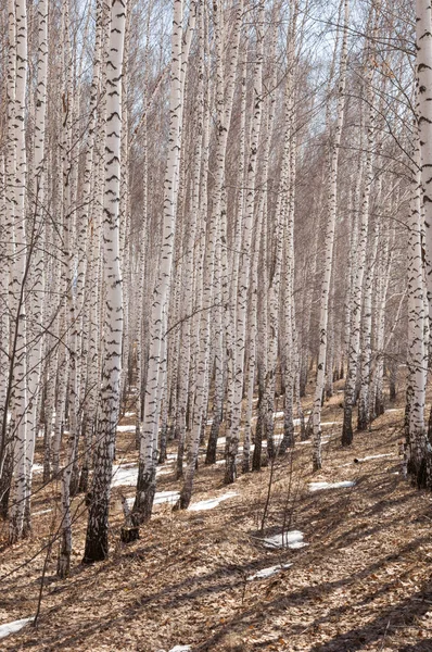 Bosque Abedul Principios Primavera Bosque Primaveral Los Primeros Días Cálidos — Foto de Stock