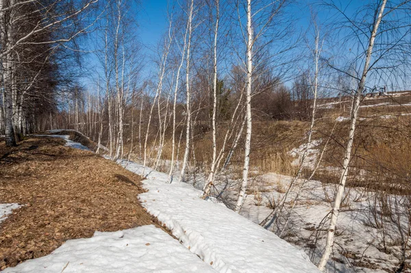 Orman erken ilkbaharda huş ağacı. Erken Bahar orman. ilk sıcak gün