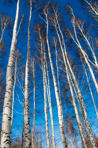 Březová Lesní Brzy Jaře Brzy Jaře Les První Teplé Dny — Stock fotografie