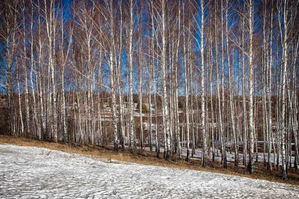 Bosque Abedul Principios Primavera Bosque Primaveral Los Primeros Días Cálidos — Foto de Stock