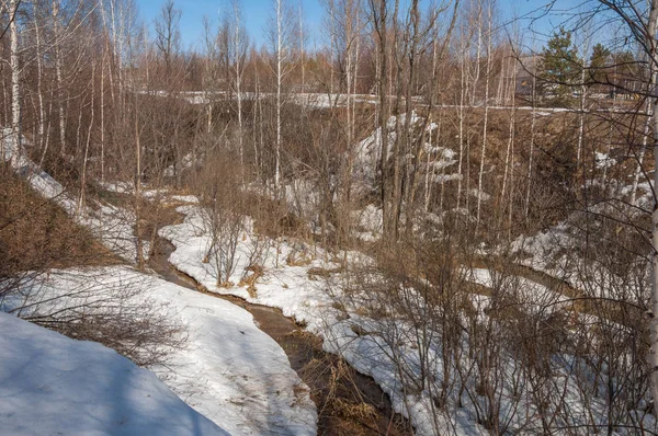 Orman erken ilkbaharda huş ağacı. Erken Bahar orman. ilk sıcak gün