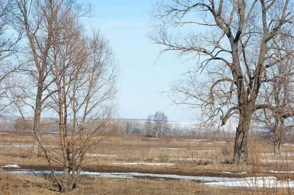 Primavera Scorsa Neve Gli Alberi — Foto Stock