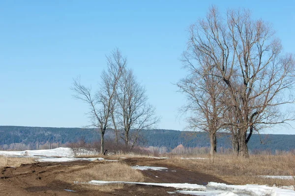 Bahar son kar. Ağaçlar