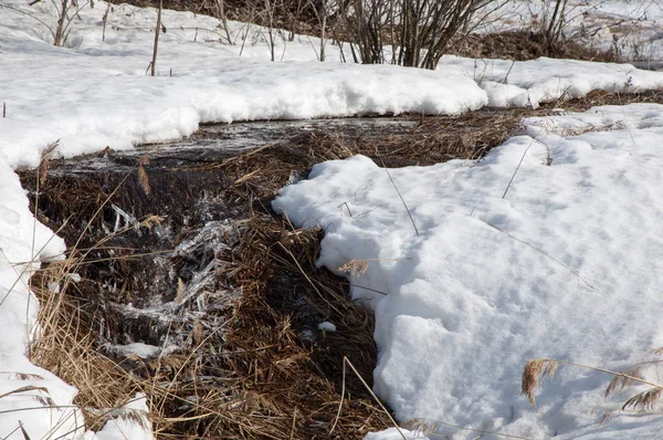 Brook bahar. güneşli bir bahar brooks suda eriyen doku. nehir dere dere. Bahar Nehri üzerinde buz erime. 