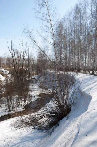 Orman erken ilkbaharda huş ağacı. Erken Bahar orman. ilk sıcak gün