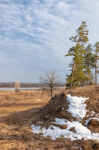 Bahar çam ormanı. bahar mevsimi. Bahar, Bahar, springtide, birinci sınıf. sezon sonra kış ve yaz önce hangi bitki örtüsü gelmeye başladı, 