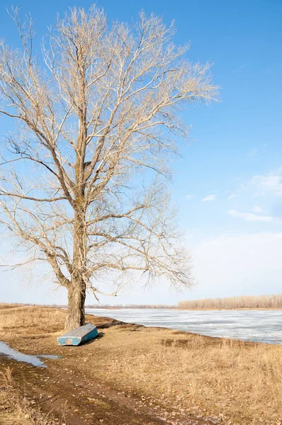 河上的冰 如诗如画的春景河冰融化光秃秃的树木和美丽的云彩 在蓝蓝的天空 — 图库照片