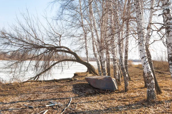 Bahar River, buz Nehri üzerinde. çıplak ağaçlar ve mavi gökyüzünde güzel bulutlar güzel bahar manzara nehir buz ile erimiş