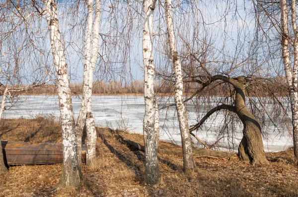 Bahar River, buz Nehri üzerinde. çıplak ağaçlar ve mavi gökyüzünde güzel bulutlar güzel bahar manzara nehir buz ile erimiş